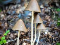 Langstielige Pilzgruppe mit spitzem Hut